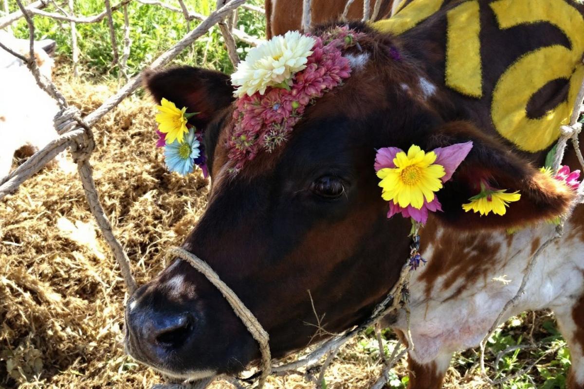 Rappel consommateur : crème fraîche du GAEC du Hameau Pillet - Détails et informations importantes