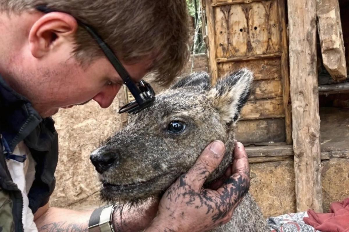 Rappel consommateur : escalopes de dinde Rideau Distribution retirées de la vente