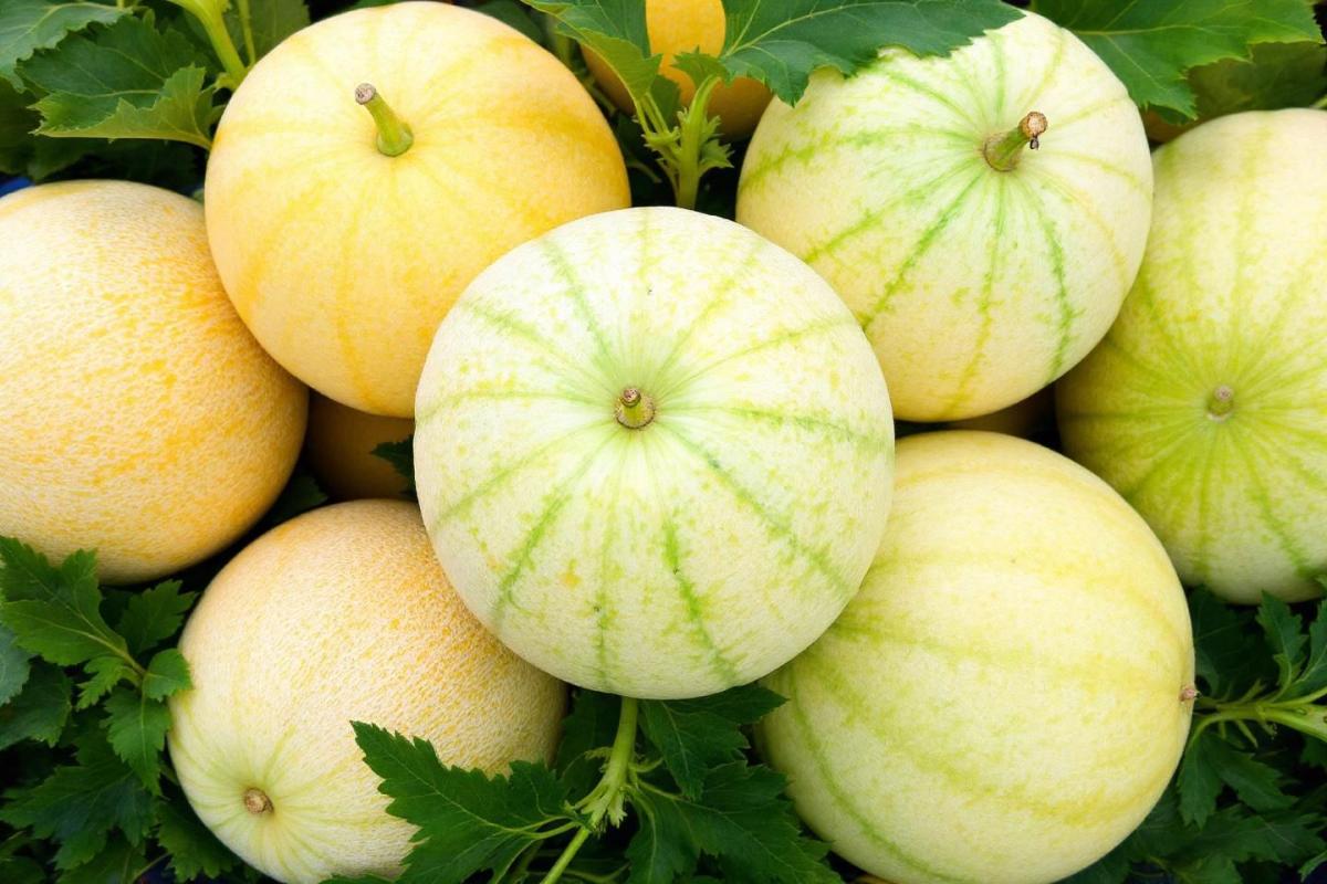 Rappel consommateur : melons boule de miel Juanjor d'Espagne catégorie I - Informations et démarches