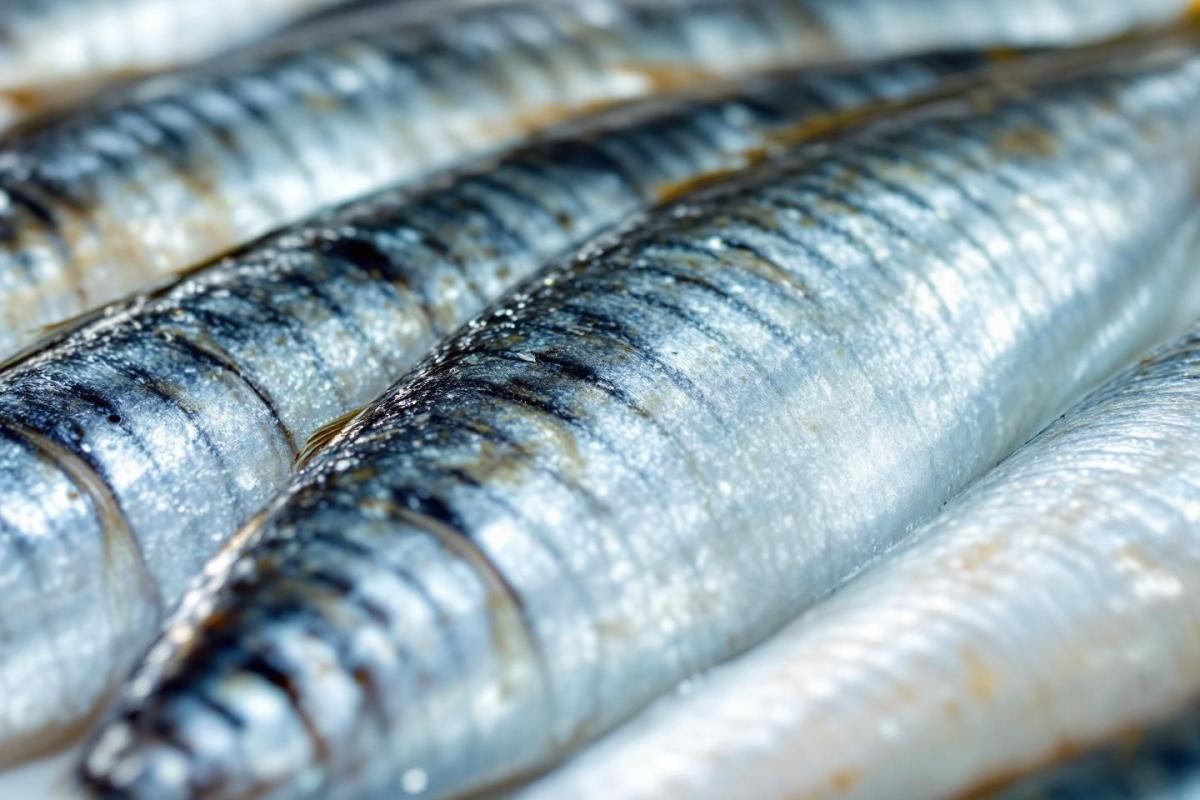 Rappel de filet de sardine sans marque : informations consommateurs sur les lots concernés